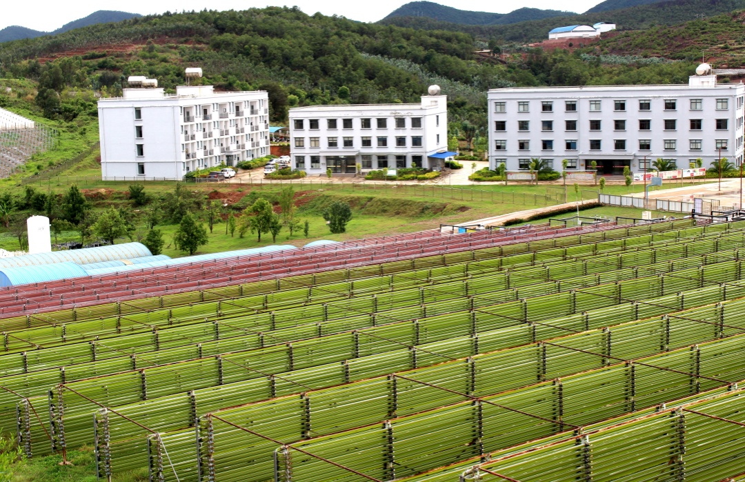 爱尔发雨生红球藻养殖基地16_副本.jpg