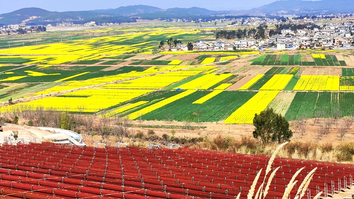 楚雄骠川油菜花海艺术节 | 游客参观云南爱尔发雨生红球藻基地