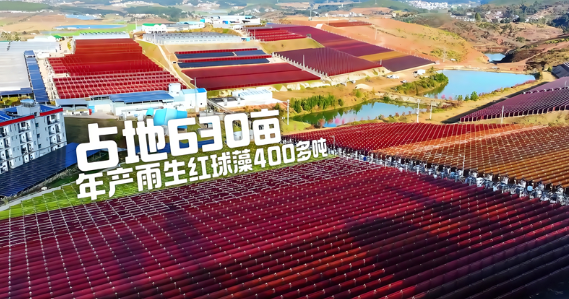 为什么虾青素被称为 “抗氧化之王”？