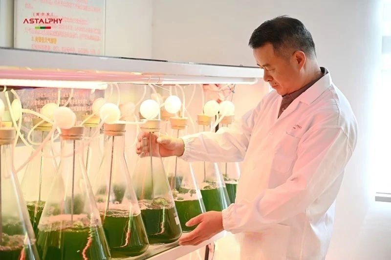 总觉得累、爱感冒？虾青素助力加强免疫力