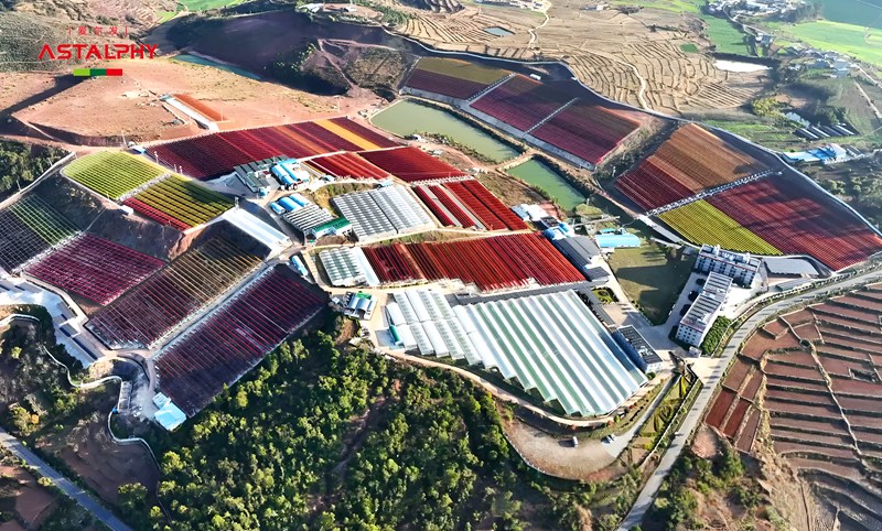 爱尔发高含量虾青素——品质之选