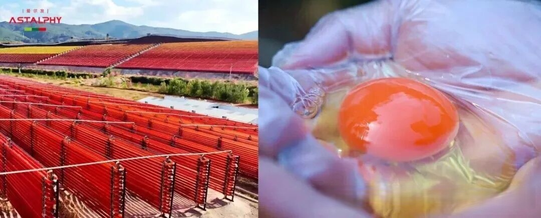 雨生红球藻虾青素鸡蛋：不一样的营养， 不一样的选购指南