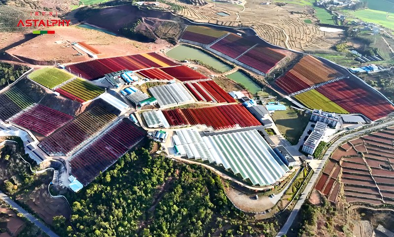 雨生红球藻虾青素，日常健康的  &ldquo;天然帮手&rdquo;