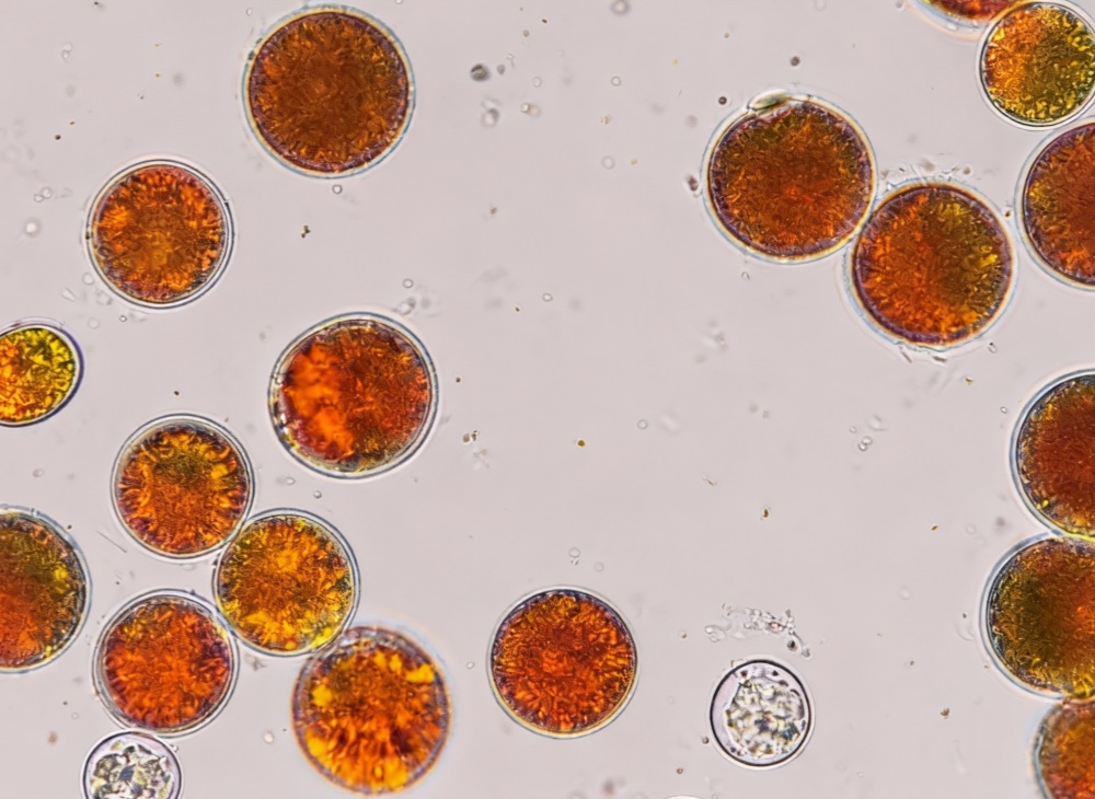 虾青素&mdash;&mdash;抗氧化应激，流感防御新策略