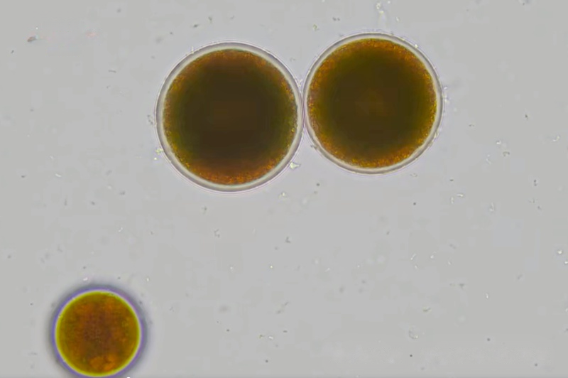 天然虾青素：自然界的&ldquo;超级抗氧化剂&rdquo;