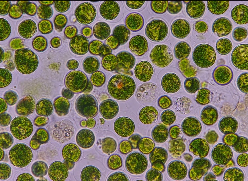 试验结果：口服及涂抹虾青素8周后，全脸皮肤弹性和局部色斑均有显著改善